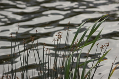 Schoenoplectus lacustris