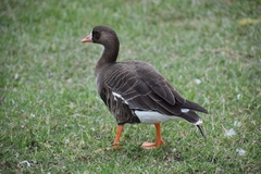 Anser albifrons
