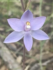 Thelymitra nuda