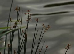 Schoenoplectus lacustris