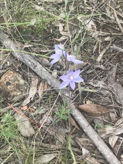Thelymitra nuda