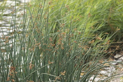 Schoenoplectus lacustris