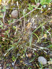 Poa maniototo