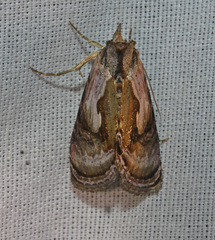 Chrysanympha formosa