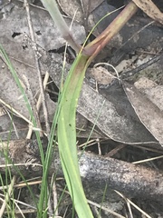 Thelymitra nuda