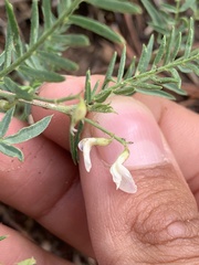 Astragalus tenellus