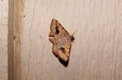 Frederickia s-signata