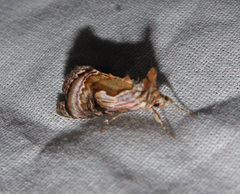 Chrysanympha formosa