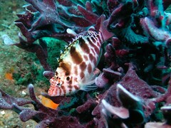 Cirrhitichthys aprinus