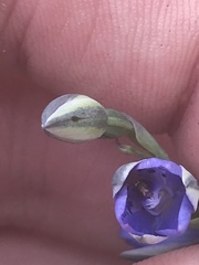 Thelymitra juncifolia