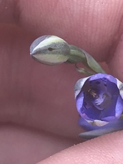 Thelymitra juncifolia