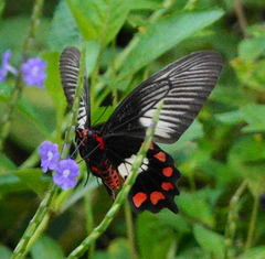 Pachliopta polydorus