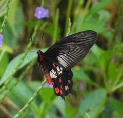 Pachliopta polydorus