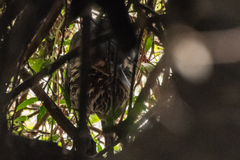 Ixobrychus flavicollis