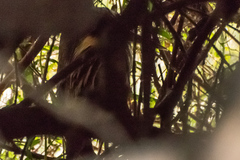 Ixobrychus flavicollis