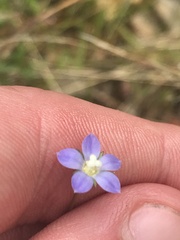 Wahlenbergia multicaulis