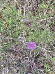Melaleuca thymifolia