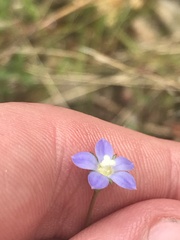 Wahlenbergia multicaulis