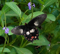 Pachliopta polydorus