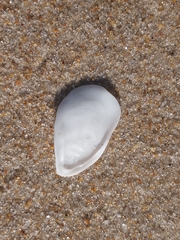 Crepidula plana