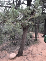 Juniperus deppeana