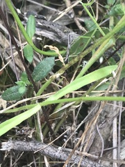 Wahlenbergia multicaulis