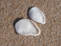 Crepidula plana