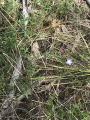 Wahlenbergia multicaulis