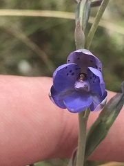 Thelymitra juncifolia