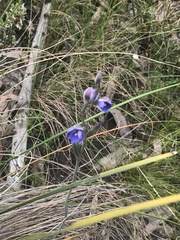 Thelymitra juncifolia