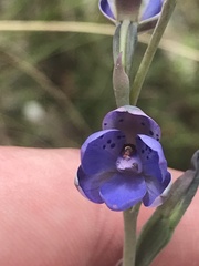 Thelymitra juncifolia