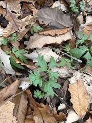 Chaerophyllum procumbens