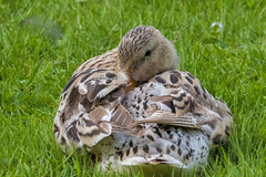 Anas platyrhynchos domesticus