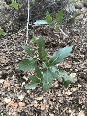 Quercus arizonica