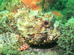 Scorpaena jacksoniensis