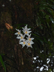 Oncidium alexandrae