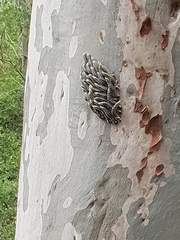 Symphyta