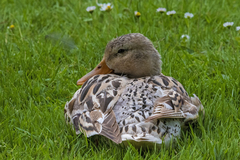 Anas platyrhynchos domesticus