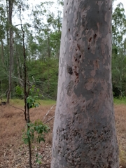Symphyta