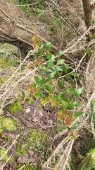 Metrosideros umbellata