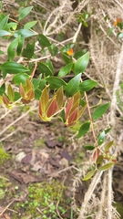 Metrosideros umbellata