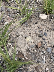 Phrynosoma platyrhinos