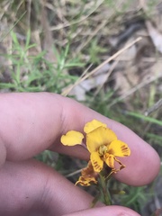 Diuris semilunulata