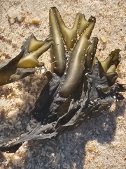 Fucus vesiculosus