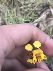Diuris semilunulata