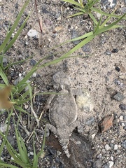 Phrynosoma platyrhinos