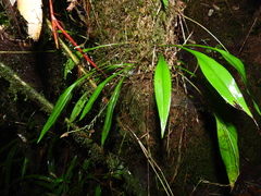 Scaphosepalum