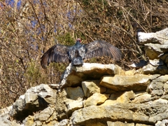 Cathartes aura septentrionalis