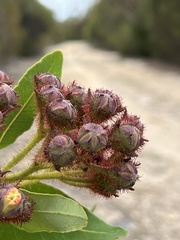 Angophora hispida