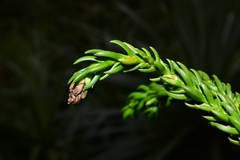 Athrotaxis selaginoides